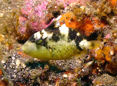 Pseudobalistes flavimarginatus