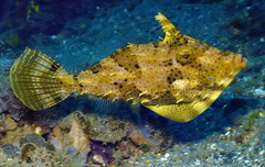 Pseudomonacanthus macrurus