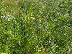 Gomphocarpus fruticosus