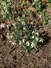 Galanthus nivalis