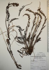 Pedicularis sudetica interior