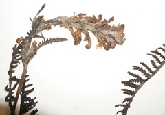 Pedicularis sudetica interior