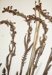 Pedicularis sudetica interior