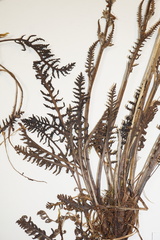 Pedicularis sudetica interior