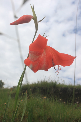 Iridaceae image