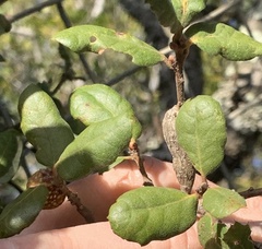 Quercus durata durata