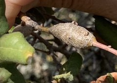 Quercus durata durata