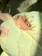 Quercus durata durata