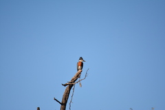 Megaceryle maxima maxima