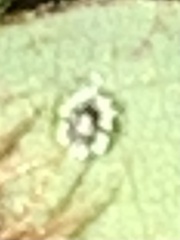 Quercus durata durata