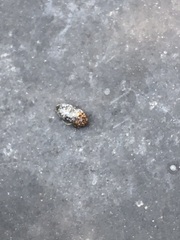 Dermestes