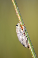 Hyperolius parallelus