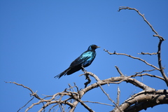 Lamprotornis australis