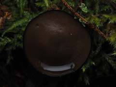 Pseudoplectania melaena
