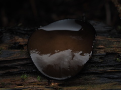 Pseudoplectania melaena