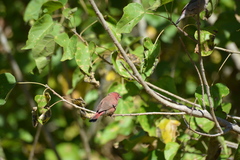 Lagonosticta rhodopareia