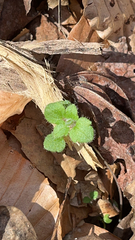 Veronica hederifolia-sublobata-triloba