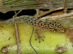 Gekko monarchus