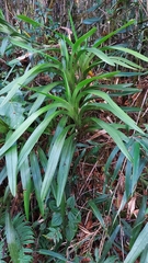 Maxillaria