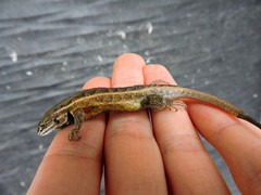 Sceloporus aeneus