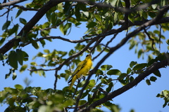 Oriolus auratus