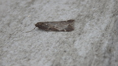 Alsophila aescularia