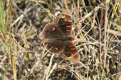 Junonia stemosa