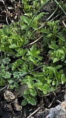 Conoclinium dissectum