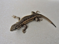 Sceloporus aeneus