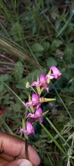 Disperis tysonii
