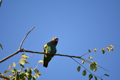 Poicephalus meyeri