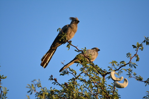 Kalahari Go-Away