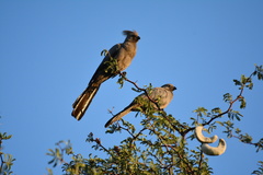 Corythaixoides concolor