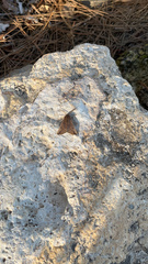 Dasycorsa modesta