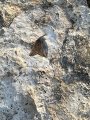 Dasycorsa modesta
