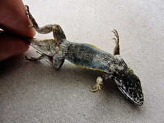 Sceloporus aeneus