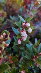 Vaccinium floribundum