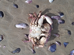 Danielethus crenulatus