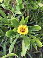 Borrichia arborescens