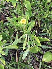Borrichia arborescens