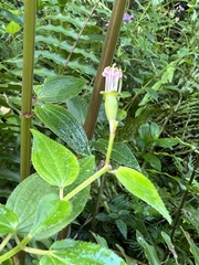 Arthrostemma ciliatum