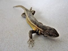 Sceloporus aeneus