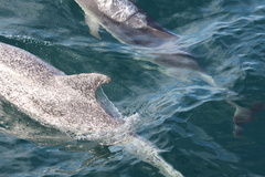 Stenella frontalis