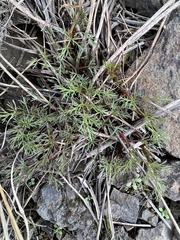 Lomatium klickitatense