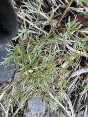 Lomatium klickitatense