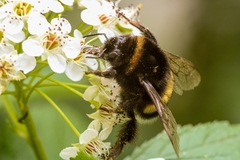 Bombus