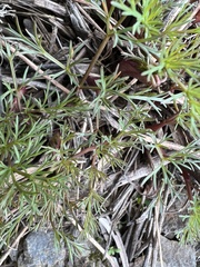 Lomatium klickitatense
