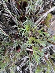 Lomatium klickitatense