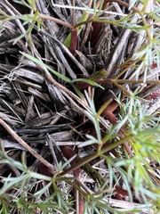 Lomatium klickitatense