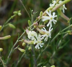 Silene supina